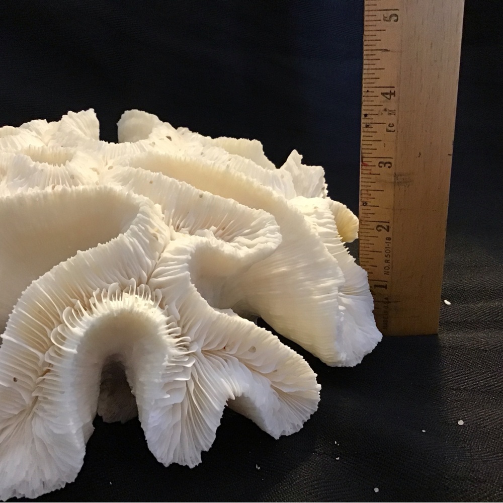 Authentic White Brain Coral Specimen - Picture 9 of 9